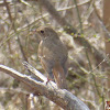 Hermit Thrush