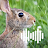 Rabbit & Hare Hunting Calls icon