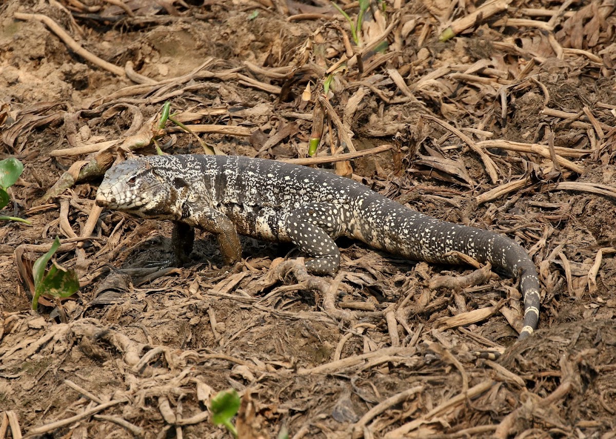 Argentine Black and White Tegu