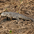 Argentine Black and White Tegu