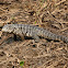 Argentine Black and White Tegu