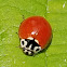 Western blood-red lady beetle