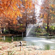 菁芳園 Tenway Garden／花園餐廳／落羽松