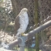 Rough - Legged Buzzard