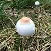 Green-spored Lepiota