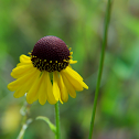 Purple-headed Sneezeweed