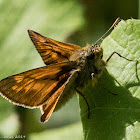 Large Skipper