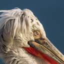 Pelican head