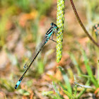 Blue-tailed Damselfly