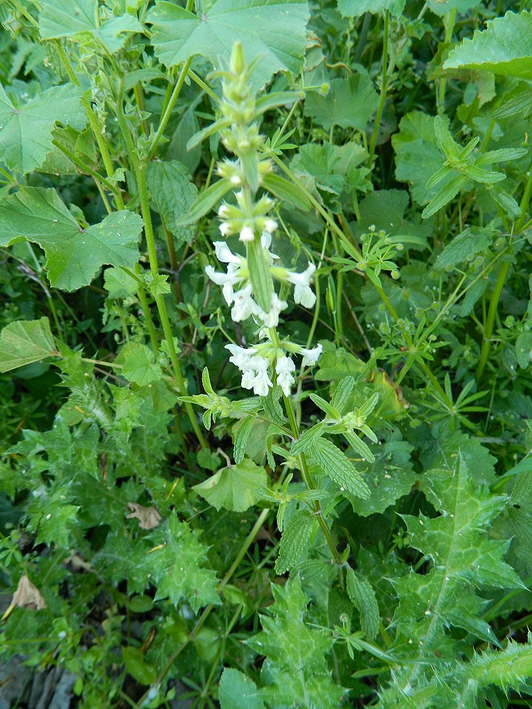 Annual Woundwort (Στάχυς)