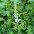 Annual Woundwort (Στάχυς)