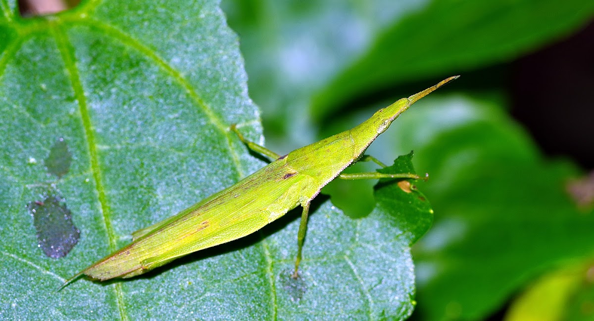 Slant faced or long nosed grasshopper