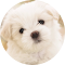 Item logo image for Cute Dogs & Puppies Wallpaper