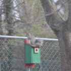 Grey Squirrel