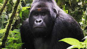 Battle for Virunga thumbnail