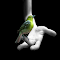 Item logo image for Beautiful Bird On A Hand