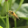 Robberfly