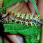 question mark caterpillar