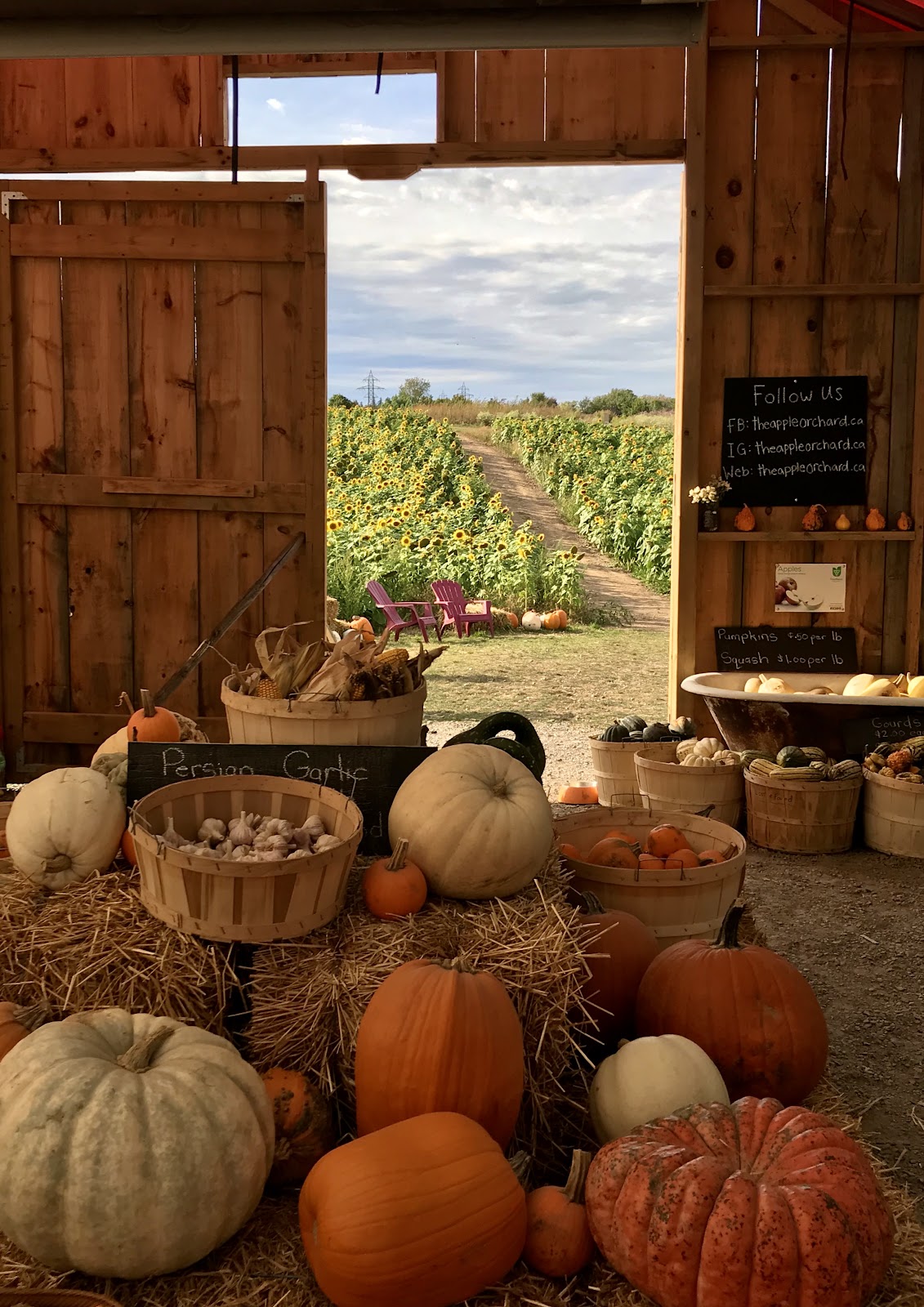 The Apple Orchard