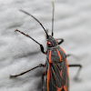 Boxelder Bug