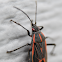 Boxelder Bug