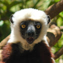 Coquerel's Sifaka