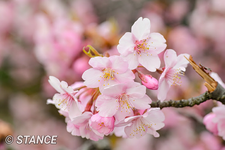 フィットのフルサイズ初心者・ストロボって難しいなぁ…・早咲きの桜と愛車🌸・マクロ撮影・写真って難しいなぁ…に関するカスタム事例の投稿画像23枚目