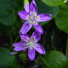 Siberian Spring Beauty