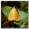 Black-bordered Lemon Moth