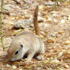 Round-tailed Ground Squirrel