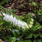 White Foxglove