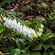 White Foxglove