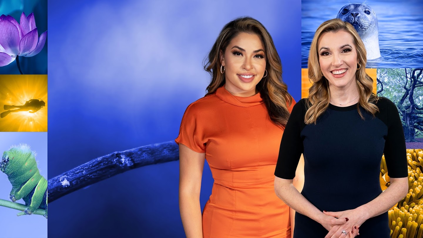 Cheddar Reveals
