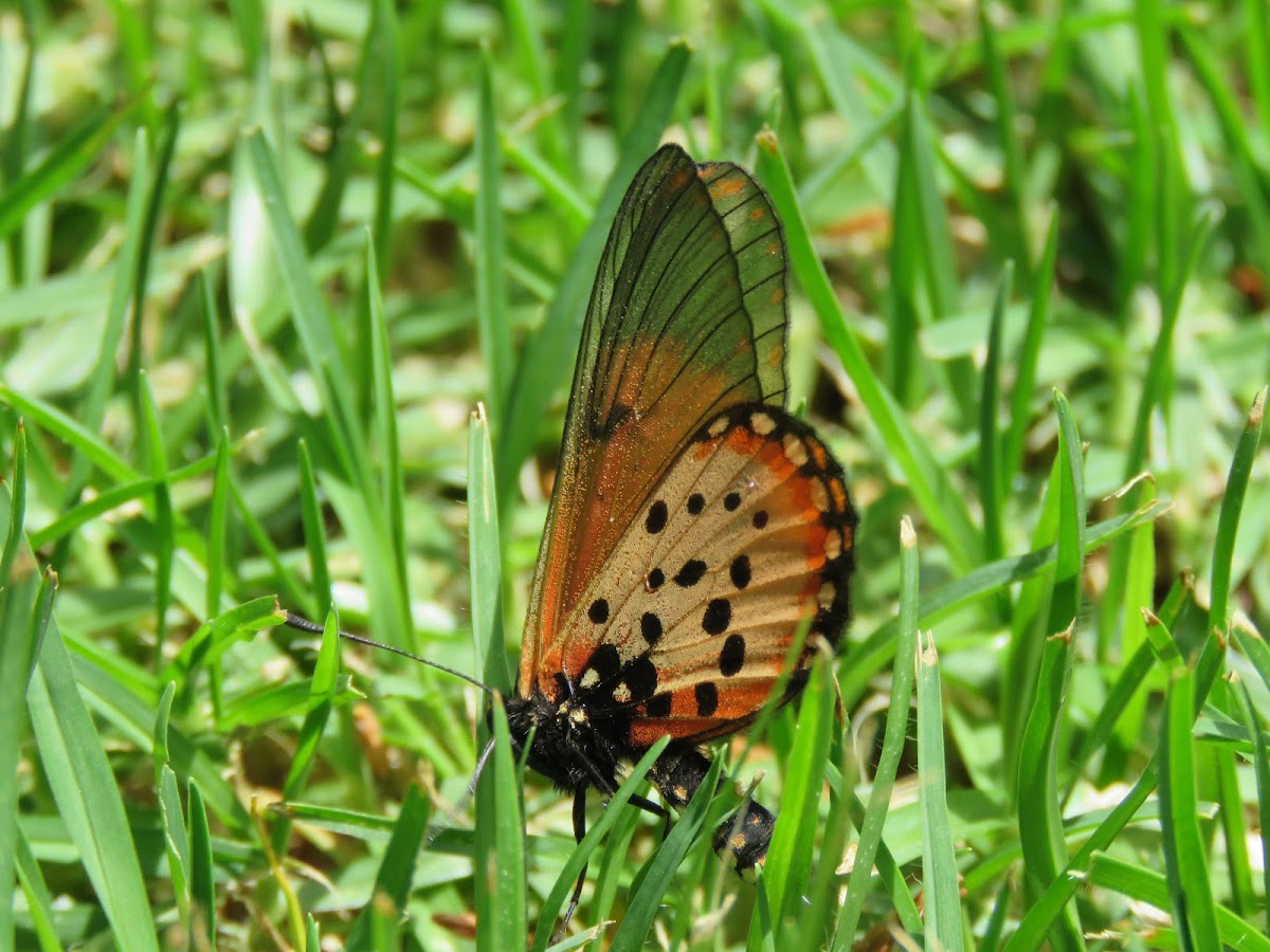 Monarch Butterfly