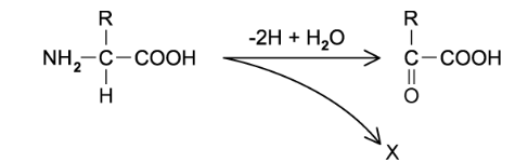 Control of water content - osmoregulation