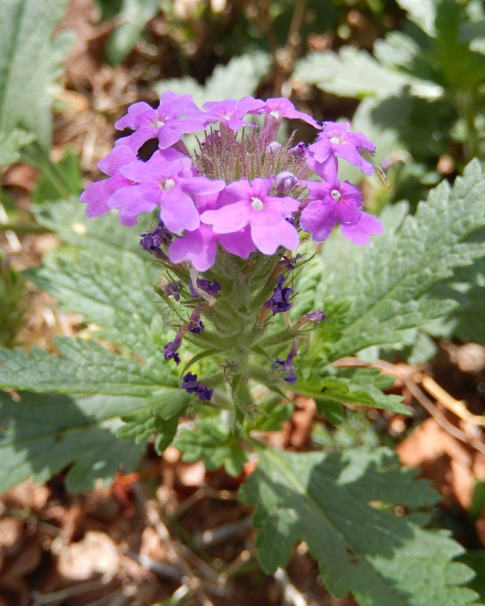 Rose Verbena