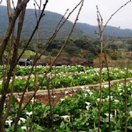 【竹子湖】玉瀧谷野菜料理