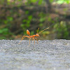 Weaver ant