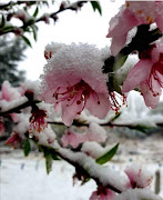 Snow fell in Bulwer in KZN on Saturday