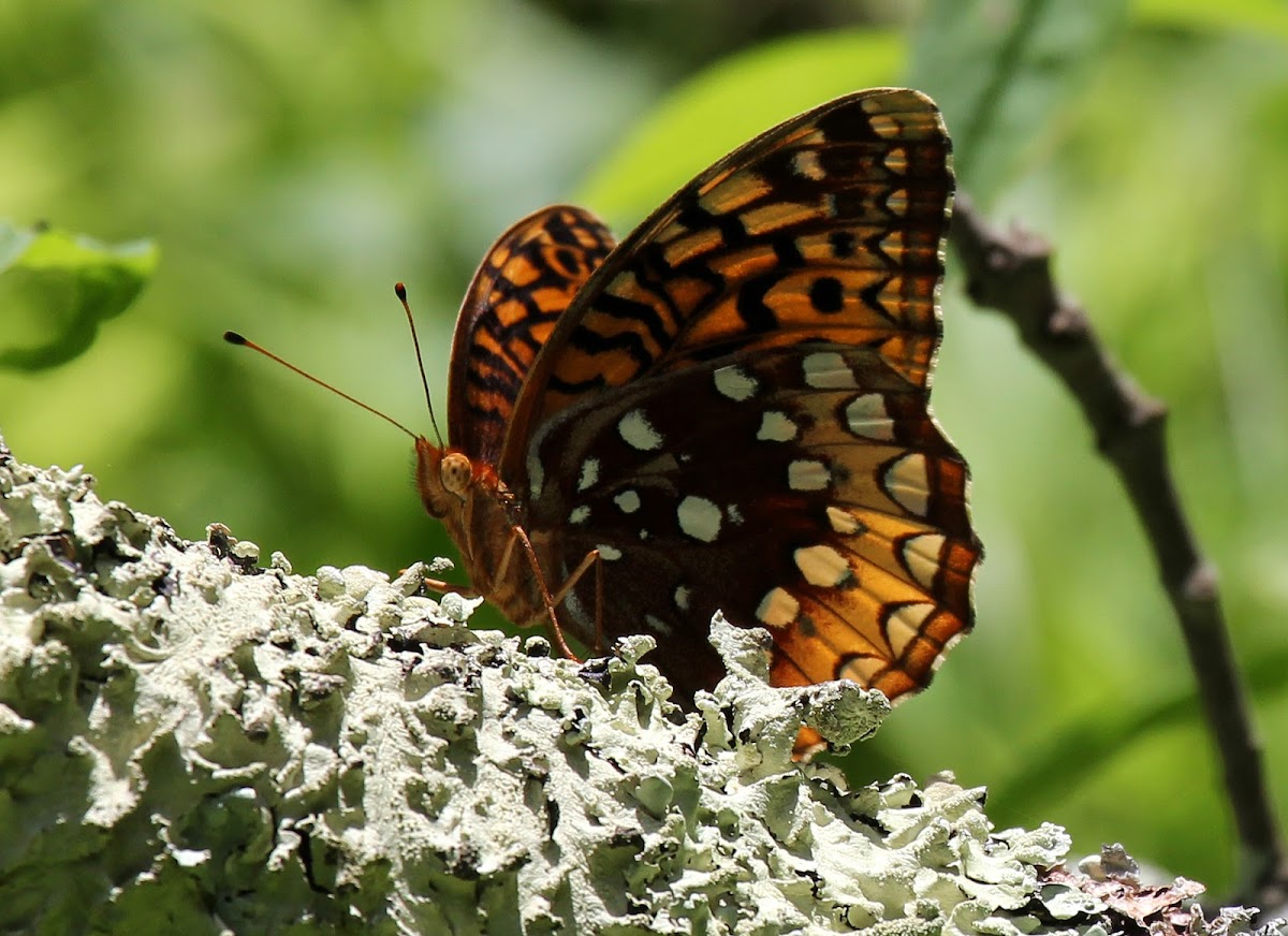 Great Spangled Fritillary