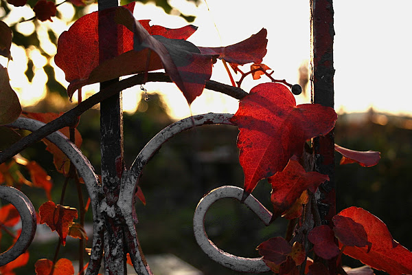 le rouge au coucher du soleil di Raffy