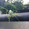 Katydid