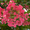 Crape Myrtle