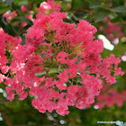 Crape Myrtle