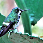 Black Bellied Thorn  tail (female)