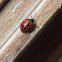 Multicolored Asian Lady Beetle