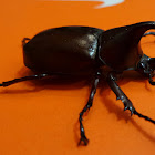 Brown Rhinoceros Beetle