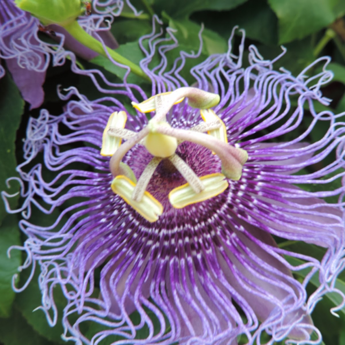 Passionflower