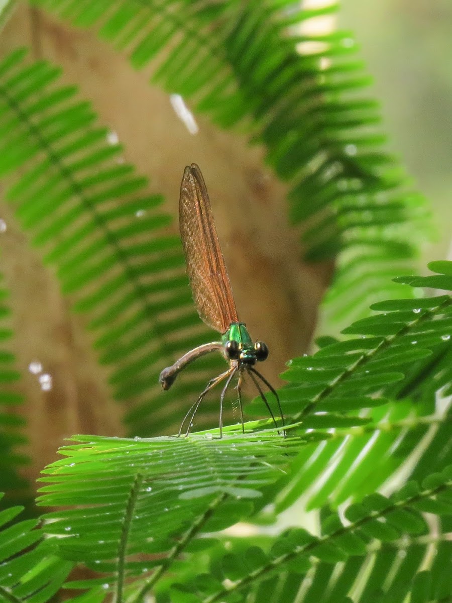 Damselfly