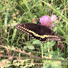 Black Swallowtail